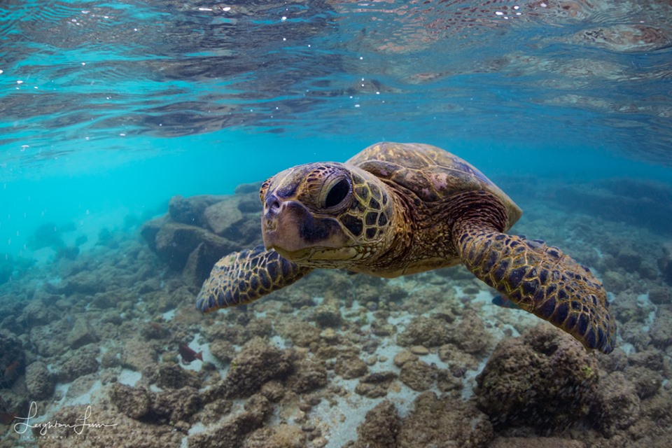 Green sea turtle swimming gracefully above a coral reef, showcasing vibrant underwater colors and textures. This highlights marine biodiversity.