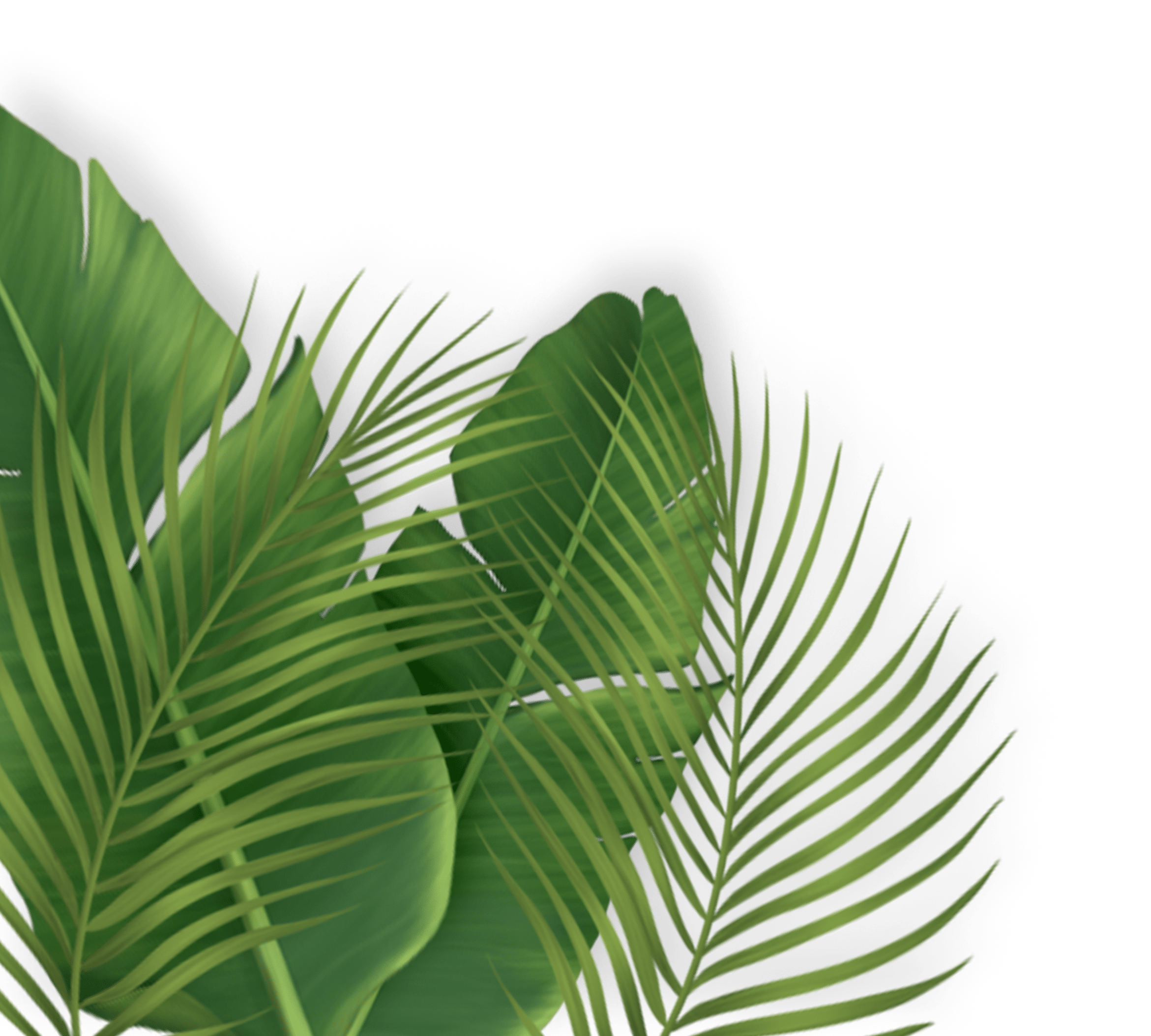 Vibrant green tropical leaves