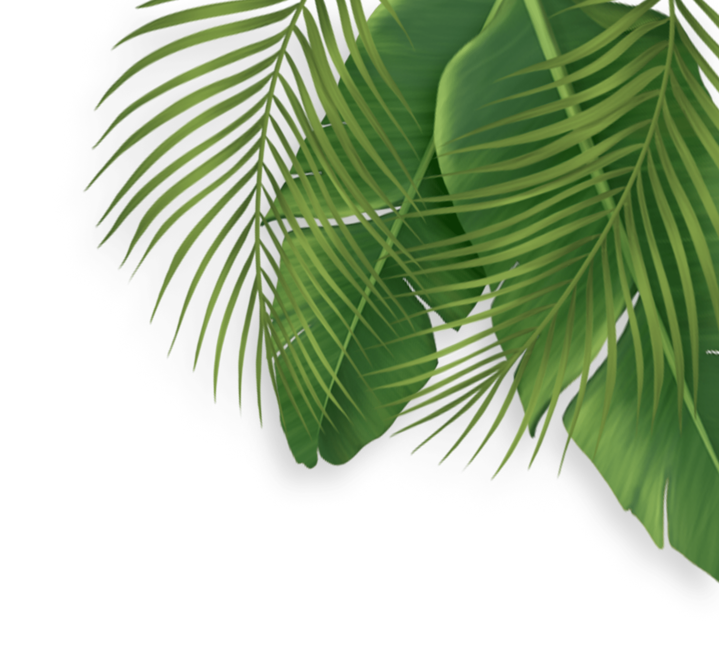 Lush green palm leaves