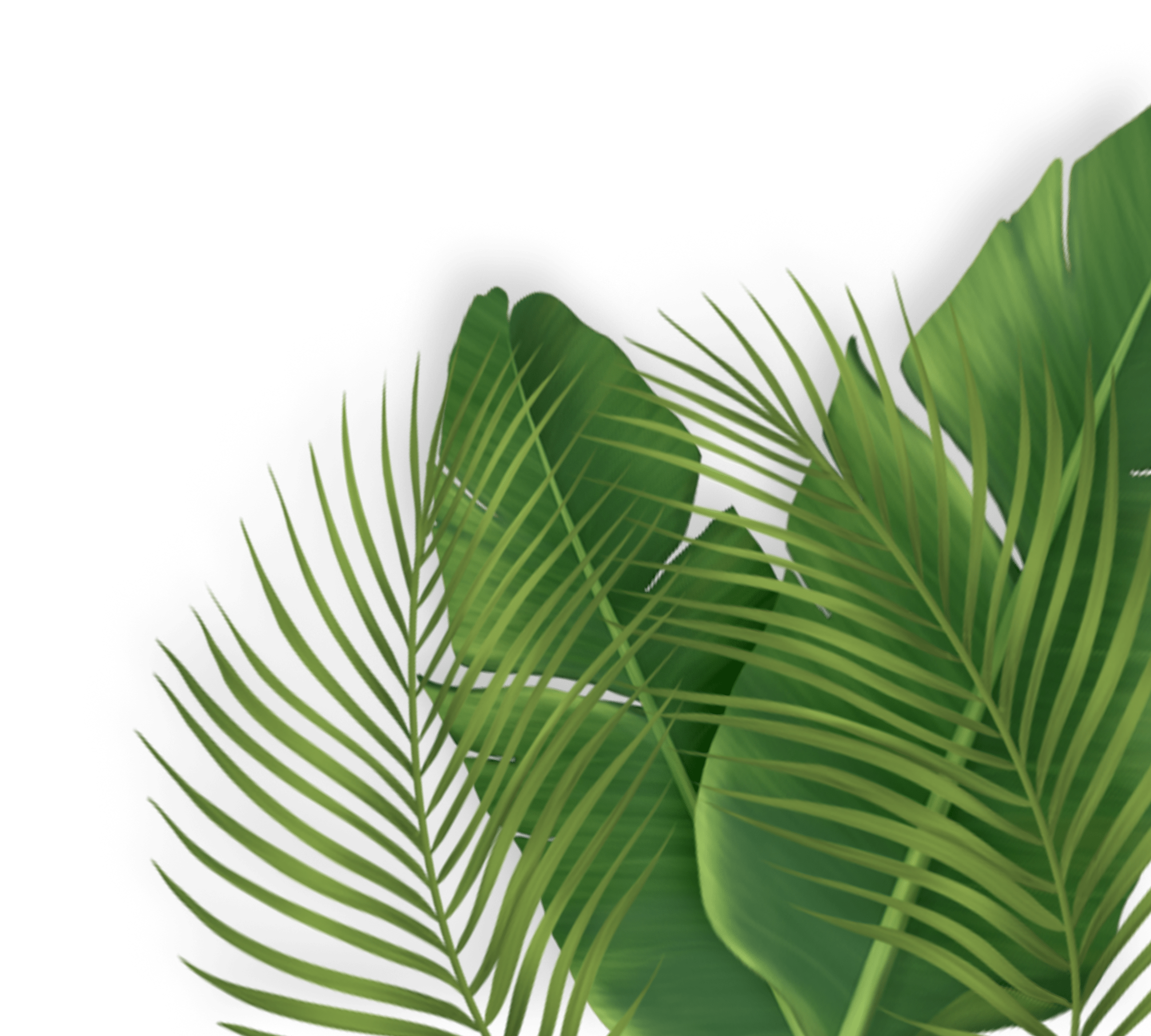 Vibrant green tropical leaves overlap against a black background, creating an inviting and serene atmosphere for nature-themed content.